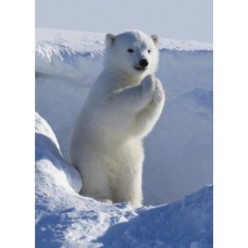 TREE FREE POLAR APPLAUSE